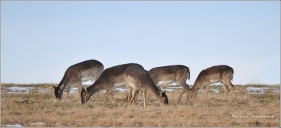 <p>DANĚK SKVRNITÝ (Dama dama) Šluknovsko - Valdek /Fallow deer - Damhirsch/</p>